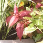Persicaria 'Red Dragon' (Persicaria 'Red Dragon')