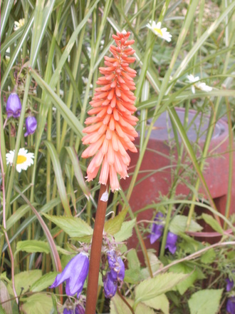 Kniphofia 'Northern Lights' (Kniphofia 'Northern Lights')