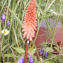 Kniphofia_northern_lights3