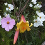 Lilly