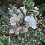 Myrtus communis 'Variegata' (Myrtus communis 'Variegata')