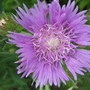 Stokesia laevis (Stokesia laevis (Stokes' aster))