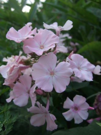 Pale pink Phlox (Phlox paniculata (Perennial phlox))