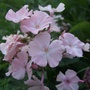 Pale_pink_phlox