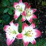 Asiatic Lillies