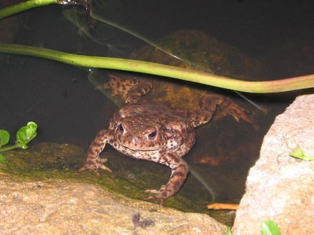 Mr toad.