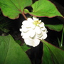 Gar24_005