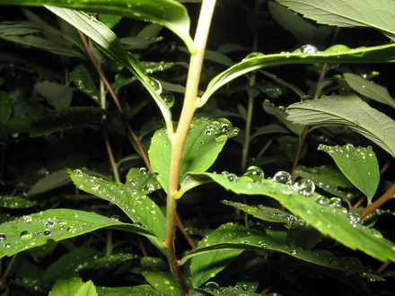Water droplets on spirea.