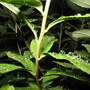 Gar24_007