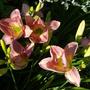 Daylilies - " French Tudor "