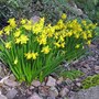 Muncaster Castle spring flowers