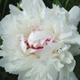 Peony