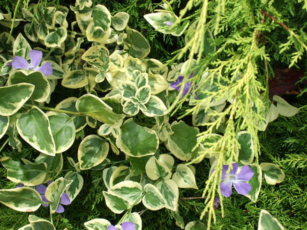 Vinca major variegata (Vinca major)