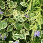 Vinca_major_variegata_1