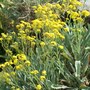 Alyssum_saxatile