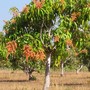 Mangifera_indica