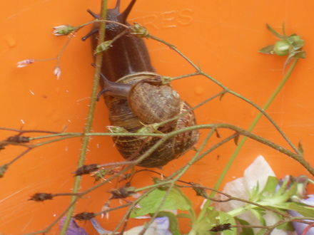 two escapees