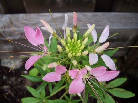 Cleome (Cleome hassleriana (Spider flower))