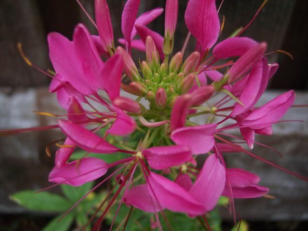 Cleome (Cleome hassleriana (Spider flower))