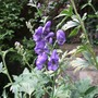 Aconite (Aconitum carmichaelii)