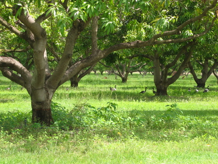 Mangifera indica. (Anseranas semipalmata)