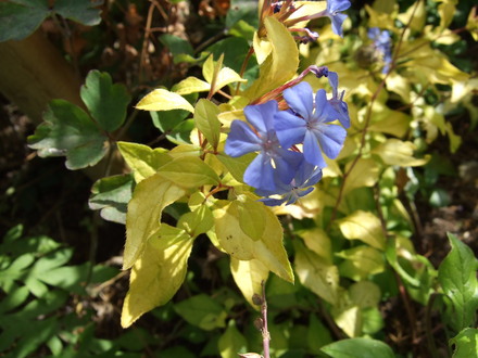 Ceratostigma willmottianum 'Desert Skies' (Ceratostigma willmottianum)