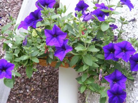 Petunia 
