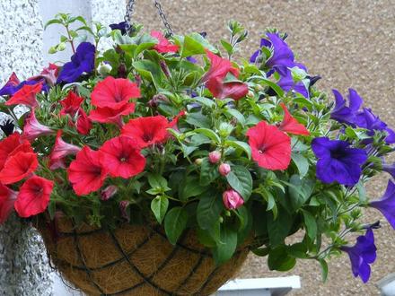 Hanging Basket