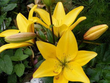 Lillies 