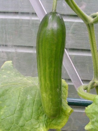 Baby Cucumbers 