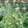 Foeniculum vulgare