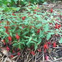 Fuchsia pumila