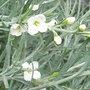Gomphostigma_virgatum_-_close-up