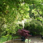 White wisteria over the rose arch