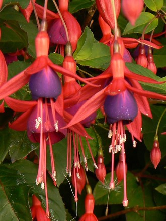 My fushia bush in 2007 (fushia)