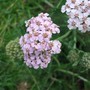 Achillea (Achillea)