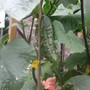 Cucumber