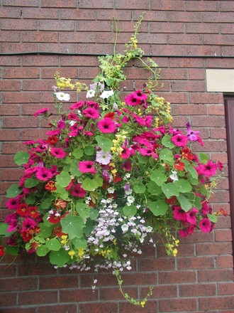 A garden flower photo