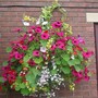 A garden flower photo