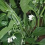 Sweet_pepper