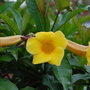 Golden_trumpet_bush