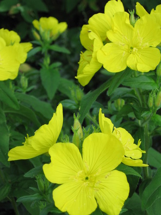 evening primrose (Oenothera)