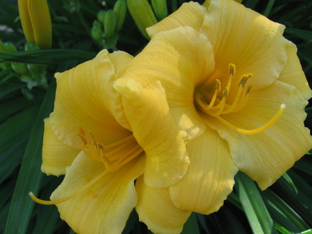 Stella d'Oro daylily (hemerocallis)