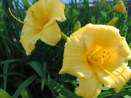 daylily (hemerocallis)
