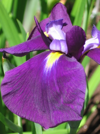 Japanese Iris (Iris japonica (Orchid Iris))