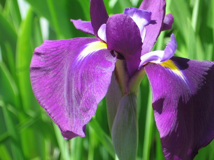 Japanese Iris (Iris japonica (Orchid Iris))