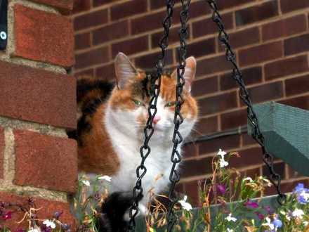 This hanging basket is dead!