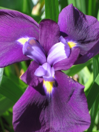 Japanese Iris (Iris japonica (Orchid Iris))