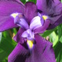 Iris japonica