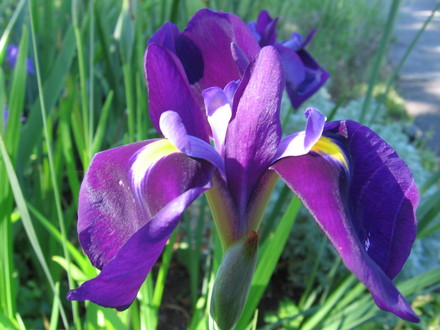 Japanese Iris (Iris japonica (Orchid Iris))
